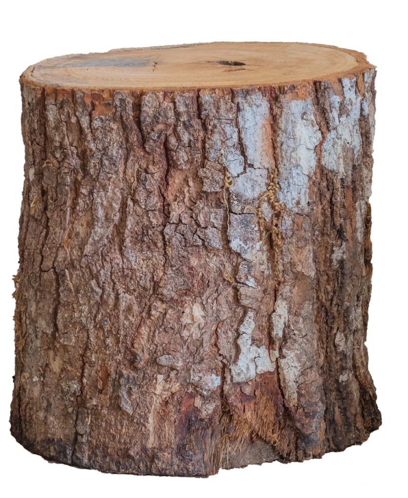 Tree Removal in Fredericksburg - Top Notch Tree Service, Inc.