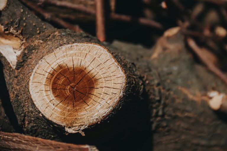 Stump Grinding & Removal Fredericksburg VA - Top Notch Tree Service