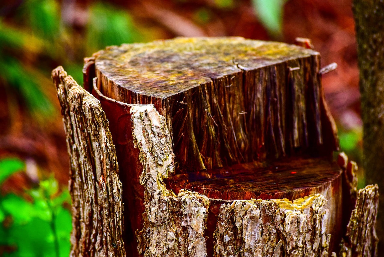 cut tree stump