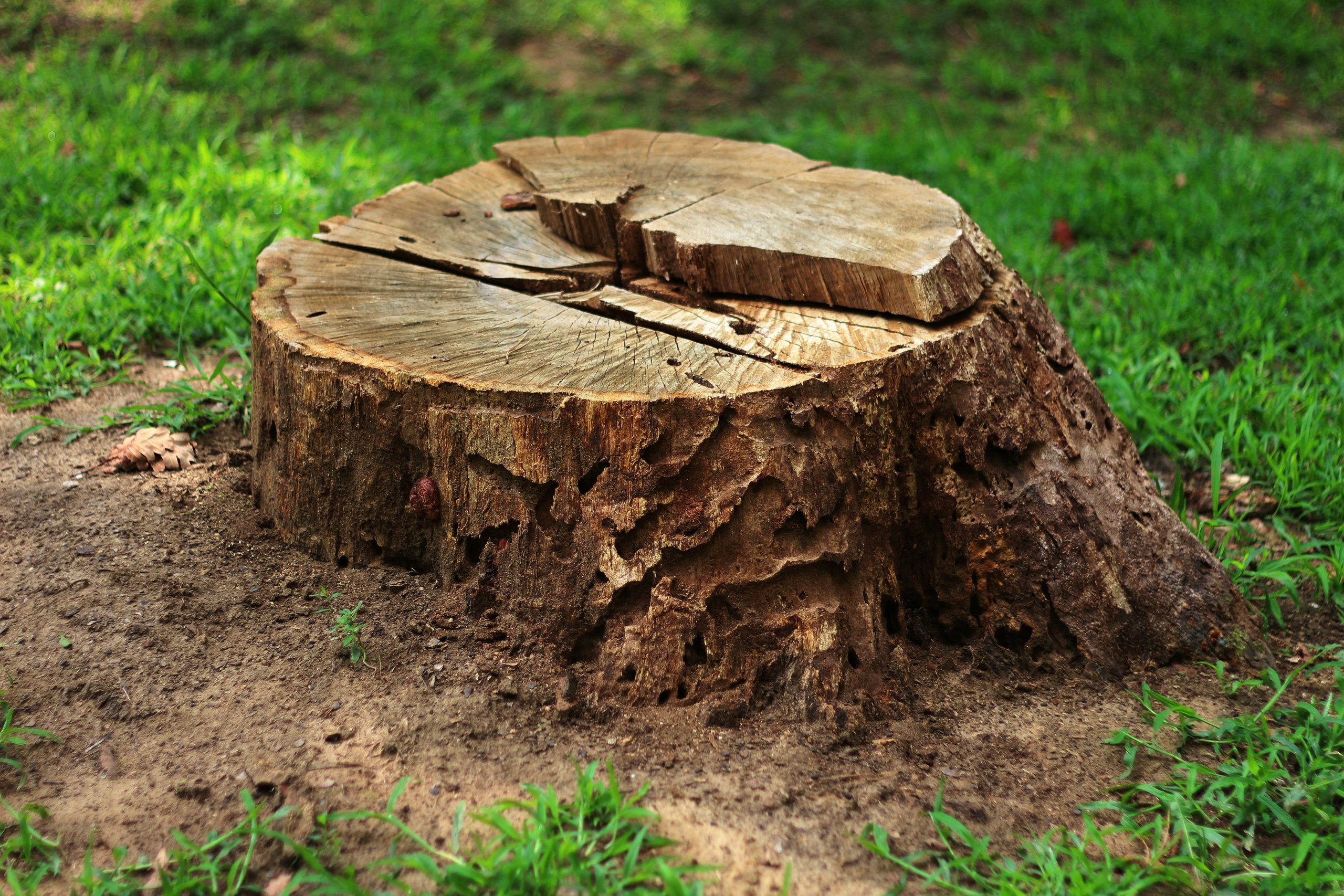 a cut tree stump prior to stump grinding